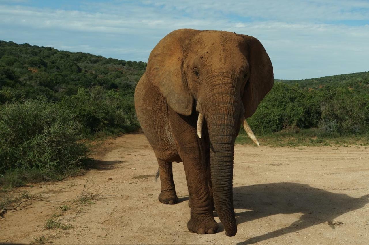 We Bushcamp & Horse Safaris Villa Hluhluwe Exterior foto