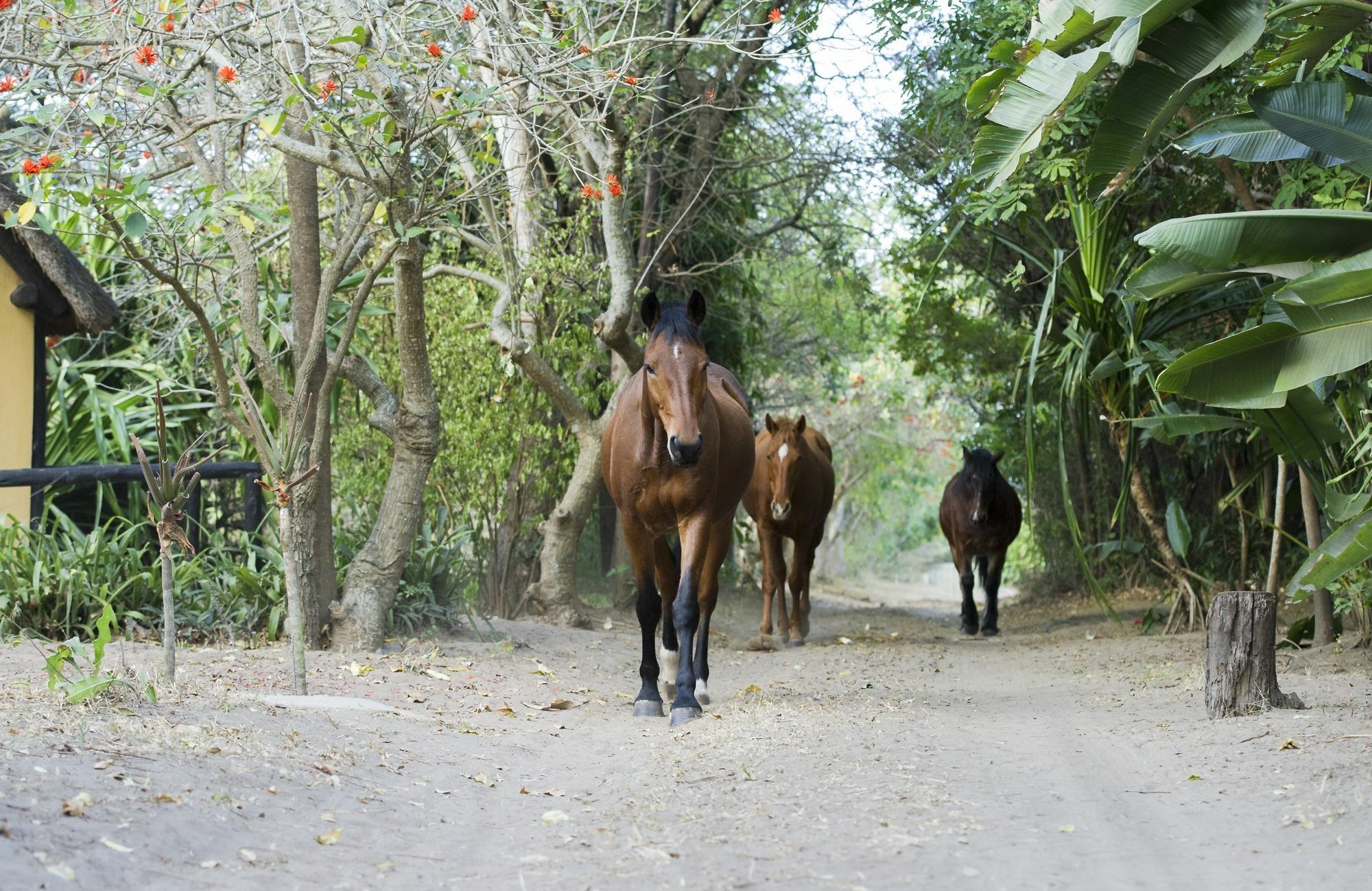 We Bushcamp & Horse Safaris Villa Hluhluwe Exterior foto